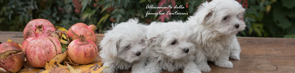 Educazione Del Cane Maltese Canimaltesiit
